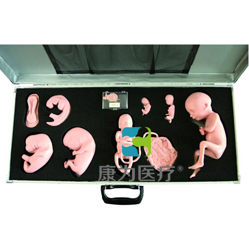 “康為醫療”高級胚胎發育過程模型