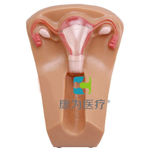 “康為醫療”女性宮內節育器示教模型,女性盆腔器官模型