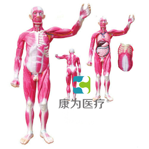 “康為醫療”全身肌肉解剖附內臟器官模型