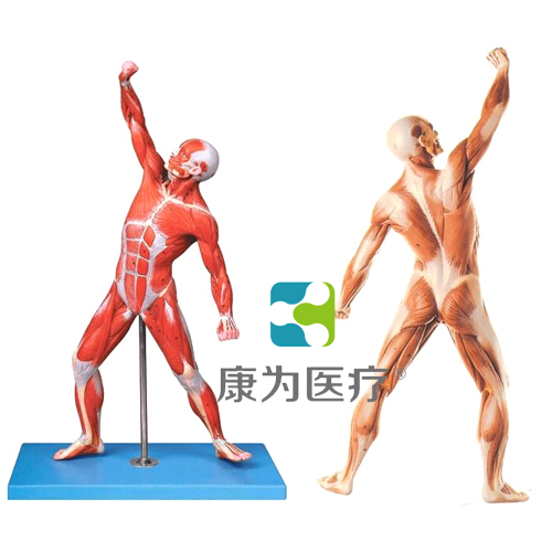 “康為醫療”人體全身肌肉運動模型
