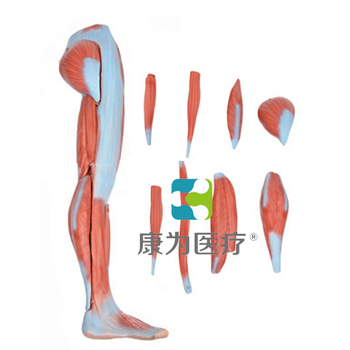 “康為醫療”下肢肌肉解剖模型