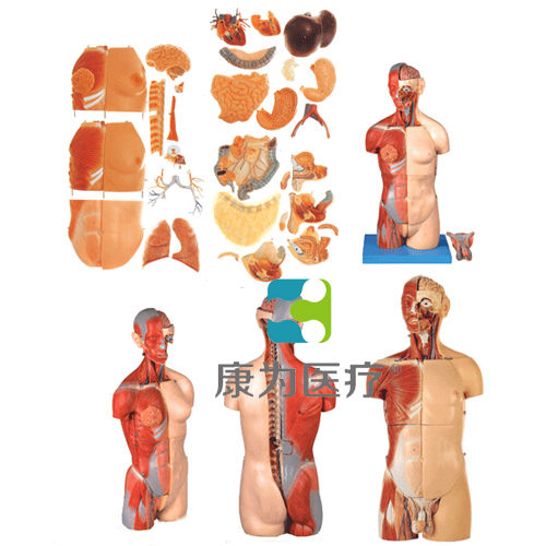 “康為醫療”男、女兩性互換肌肉內臟背部開放式頭頸軀干模型