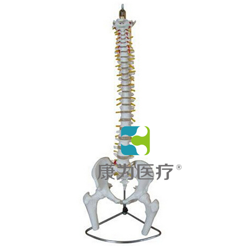 “康為醫療”脊柱、骨盆與股骨頭模型