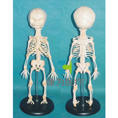 “康為醫療”高級胎兒骨骼模型