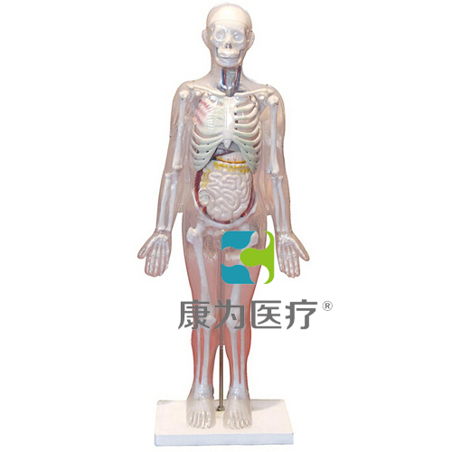 “康為醫療”人體體表、人體骨骼與內臟關系模型