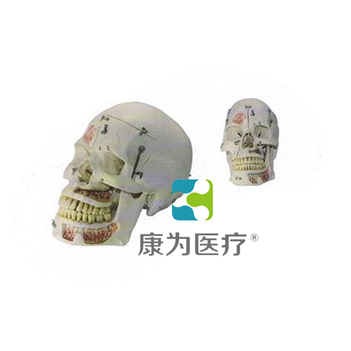 “康為醫療”頭顱模型帶鎖扣