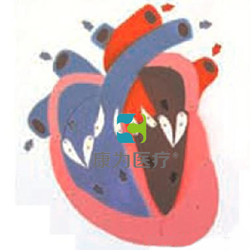 “康為醫療”心臟收縮、舒張與瓣膜開閉演示模型