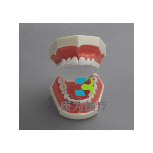“康為醫療”牙周病模型