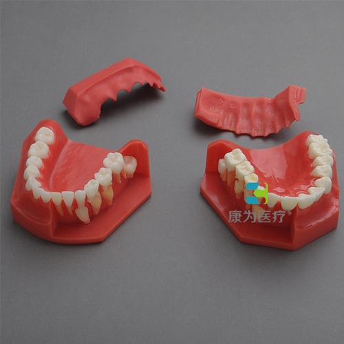 “康為醫療”乳牙交替模型