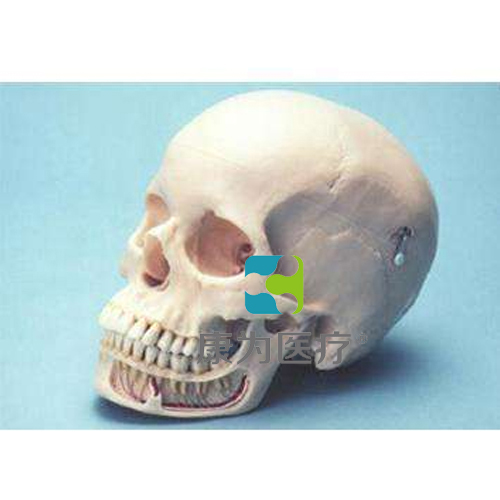 “康為醫療”頭顱模型（3部分）
