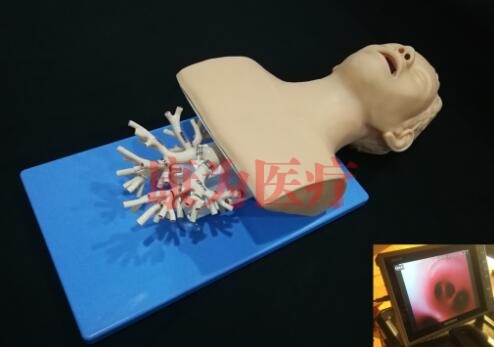 呼吸介入-纖支鏡介入模擬器，高仿真模擬支氣管鏡模型