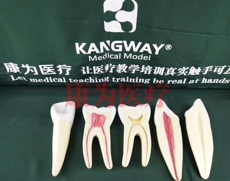“康為醫療”牙解剖模型（3只/套）