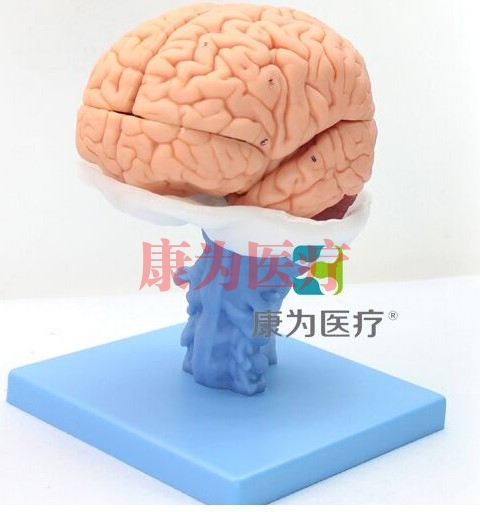 “康為醫療”醫學人體大腦解剖模型